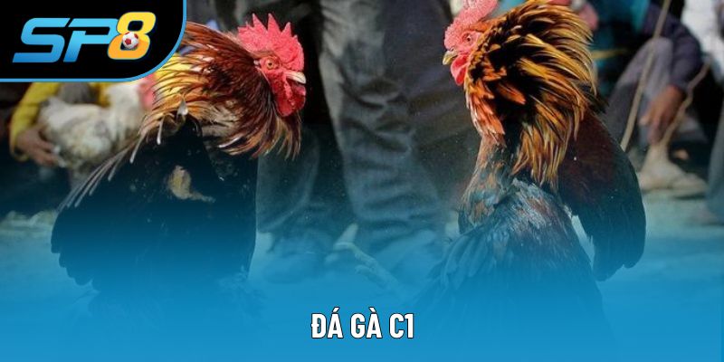 Đá Gà C1 - Bí Quyết Để Biến Chiến Kê Thành Nhà Vô Địch