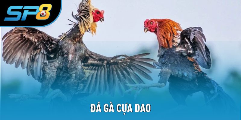 Đá Gà Cựa Dao - Loại Hình Chơi Đầy Cảm Xúc Và Kịch Tính