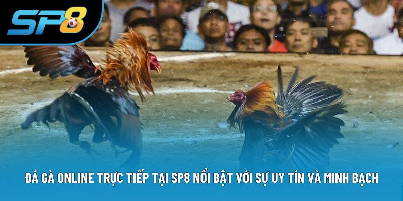 Đá gà online trực tiếp tại SP8 nổi bật với sự uy tín và minh bạch