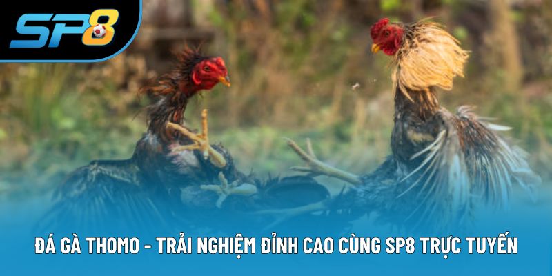 Đá Gà Thomo - Trải Nghiệm Đỉnh Cao Cùng SP8 Trực Tuyến