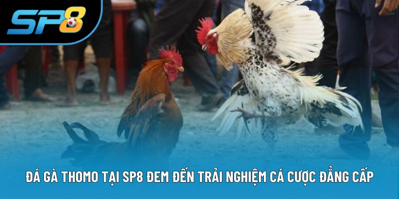 Đá gà thomo tại SP8 đem đến trải nghiệm cá cược đẳng cấp