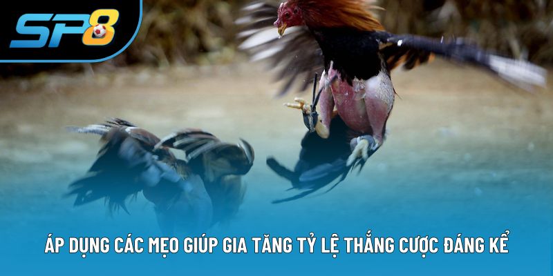 Áp dụng các mẹo giúp gia tăng tỷ lệ thắng cược đáng kể