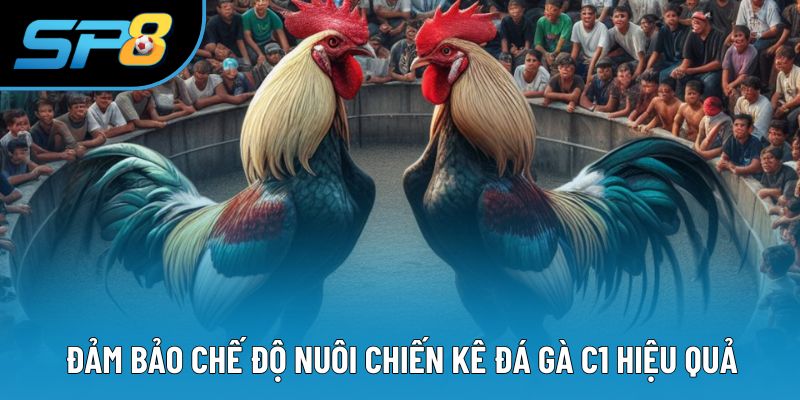 Đảm bảo chế độ nuôi chiến kê đá gà C1 hiệu quả
