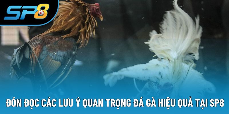 Đón đọc các lưu ý quan trọng đá gà hiệu quả tại SP8