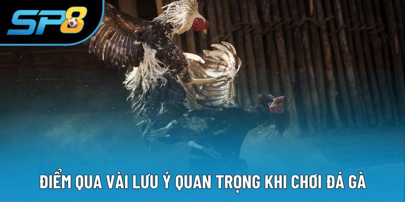 Điểm qua vài lưu ý quan trọng khi chơi đá gà