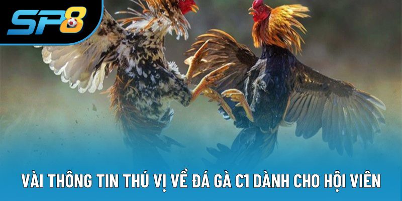Vài thông tin thú vị về đá gà C1 dành cho hội viên