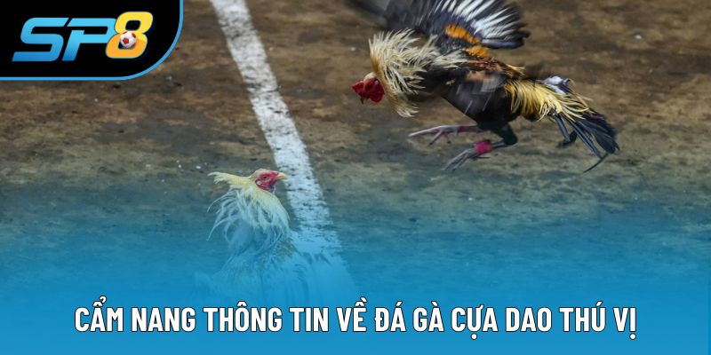 Cẩm nang thông tin về đá gà cựa dao thú vị